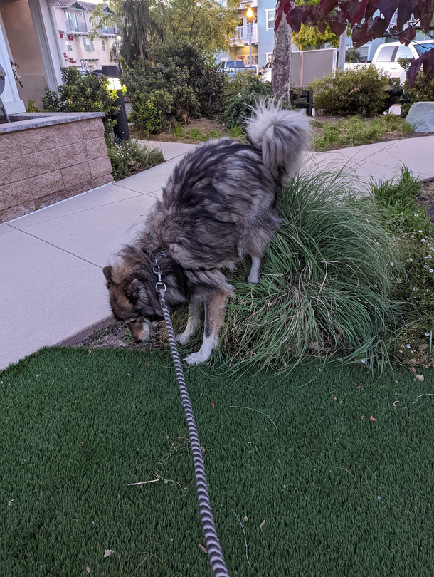 My dog has  braincells One of them decided he should poop like this