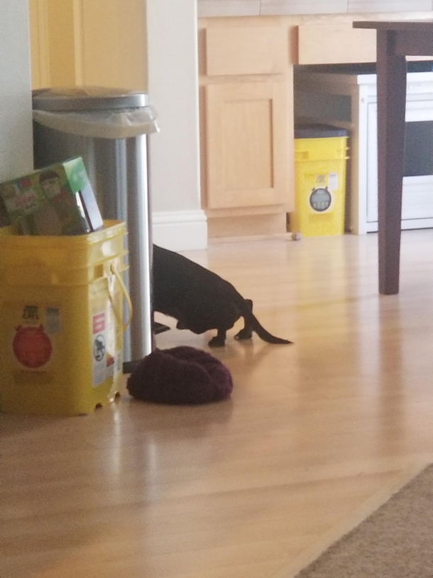 My dog hates how the cold floor feels on his nuts so he hovers while watching us cook