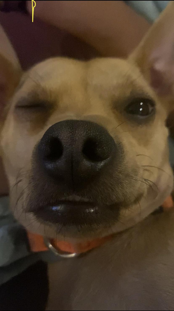 My dog high on pain meds and giving a little wink