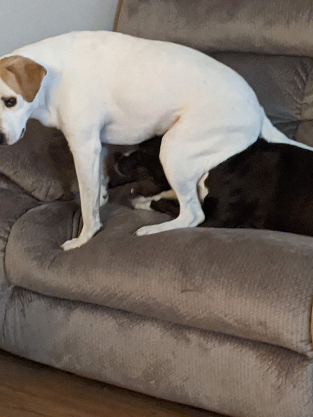 My dog Hopper sat on top of my other Dog Murphy for ten minutes as Murphy chewed his bone