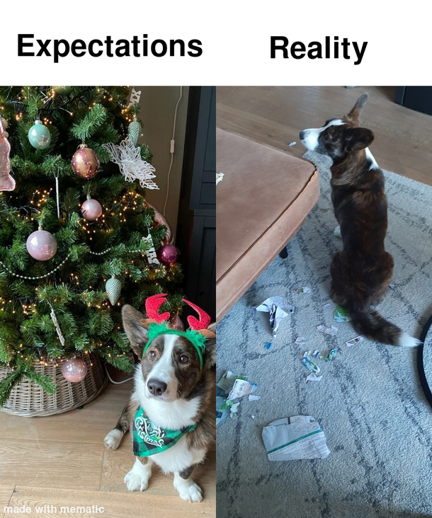 My dog in a nuttshell