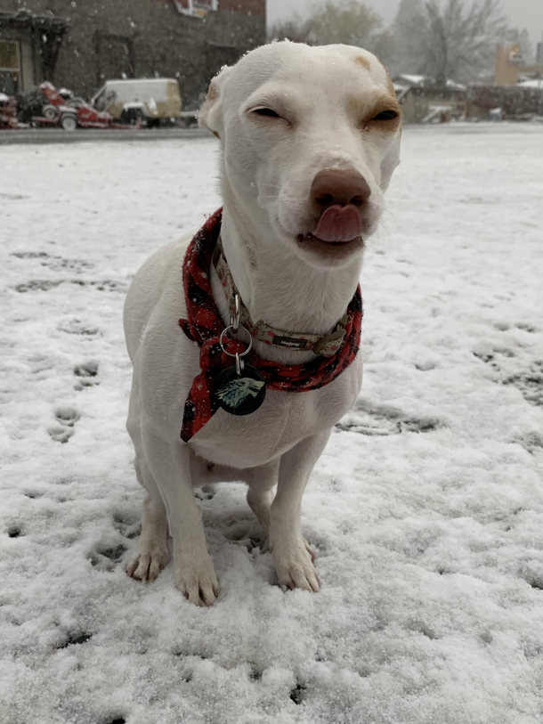 My dog in the snow