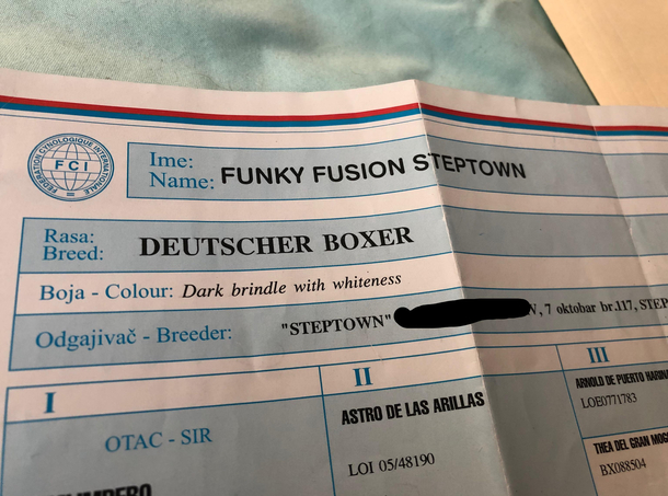 My dog is from Serbia just found out his legal name 