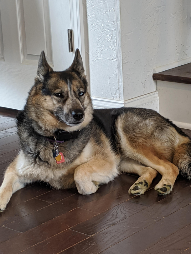 My dog is giving me serious attitude for not properly appreciating the gift chipmunk she brought me