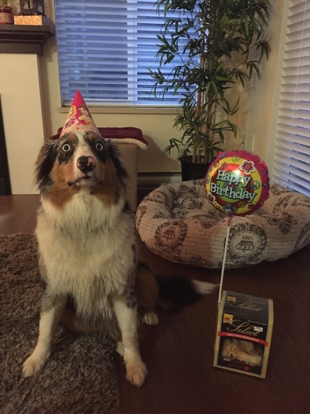 My dog is horrified that its her birthday