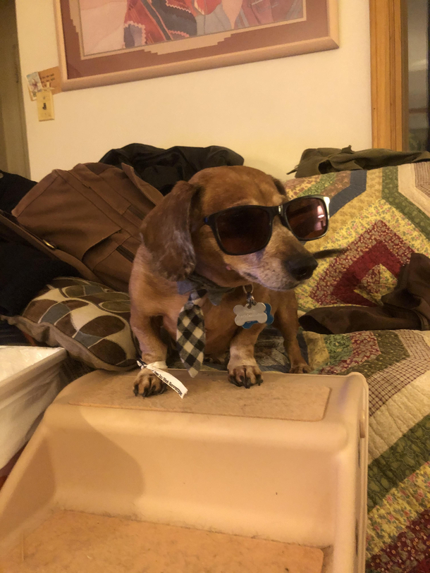 My dog is named Charlie hes blind so I made him Ray Charles