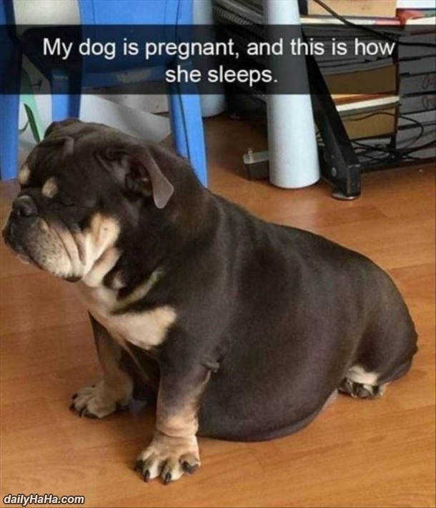 My Dog Is Pregnant