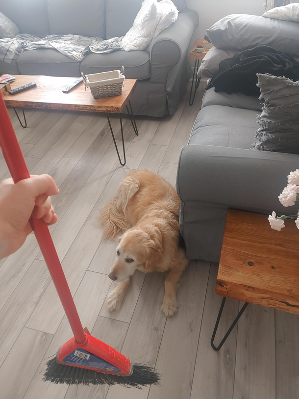 My dog is scared of the vacuum and this fear has somehow also extended to the broom Its like she understands that the broom and the vacuum are on the same team