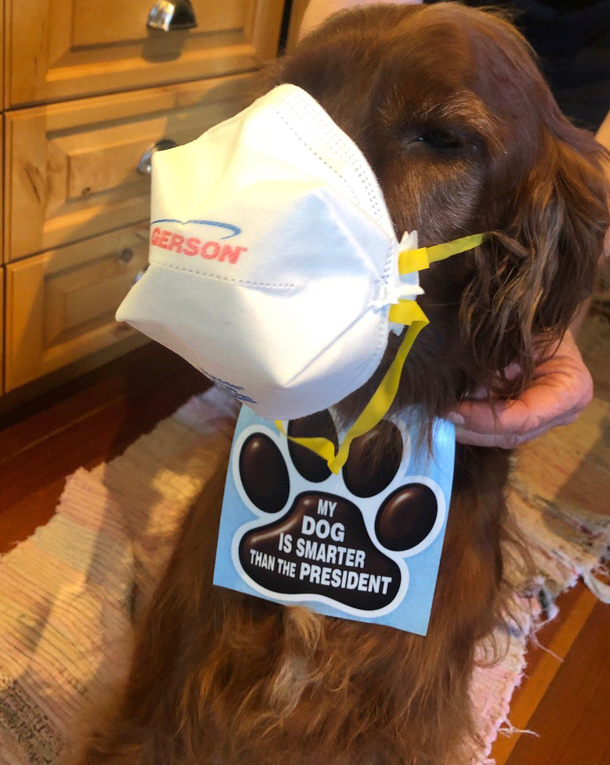 My Dog is Smarter