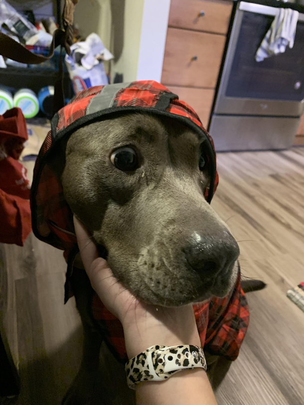 My dog is very concerned about her new raincoat