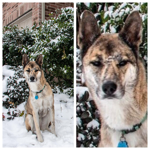 My dog is very suspicious of this cold Texas weather
