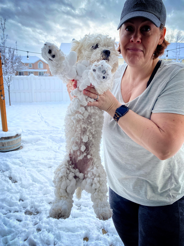 My dog is  Yeti and  Maltese