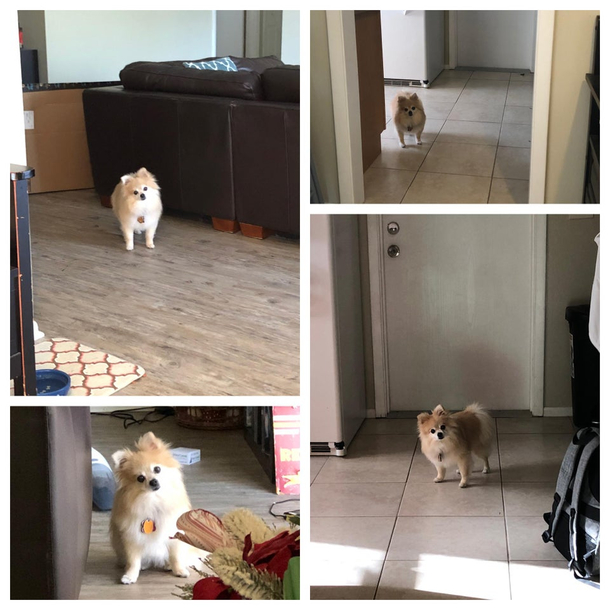 My dog isnt used to me being home during the day and is just staring at me from different places around the house