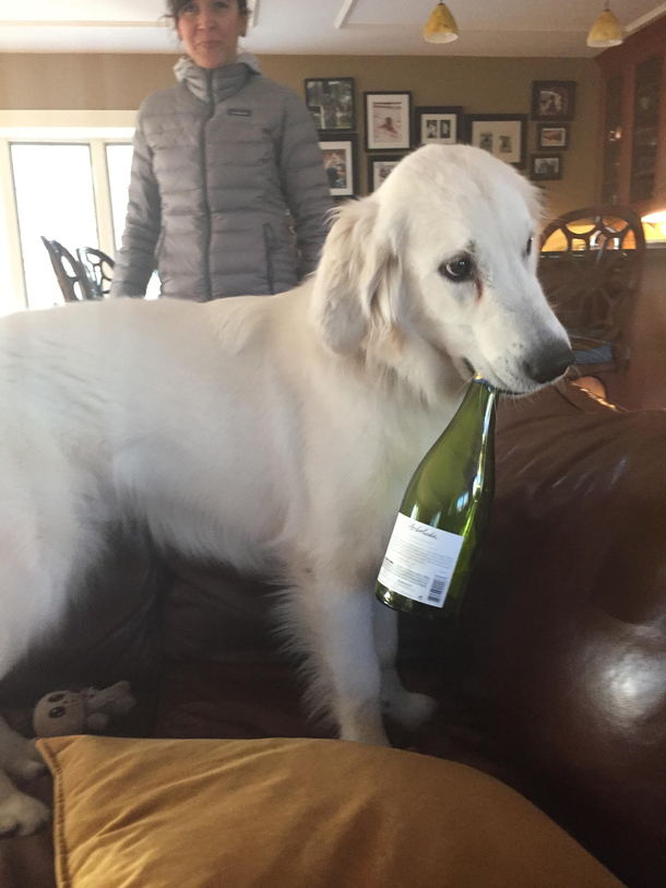 My dog Jack - We are working on his drinking problem