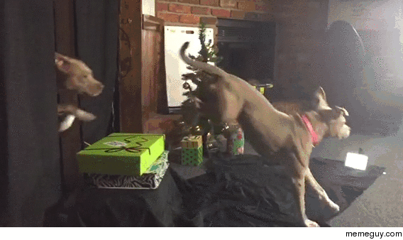 My dog jumping over christmas presents