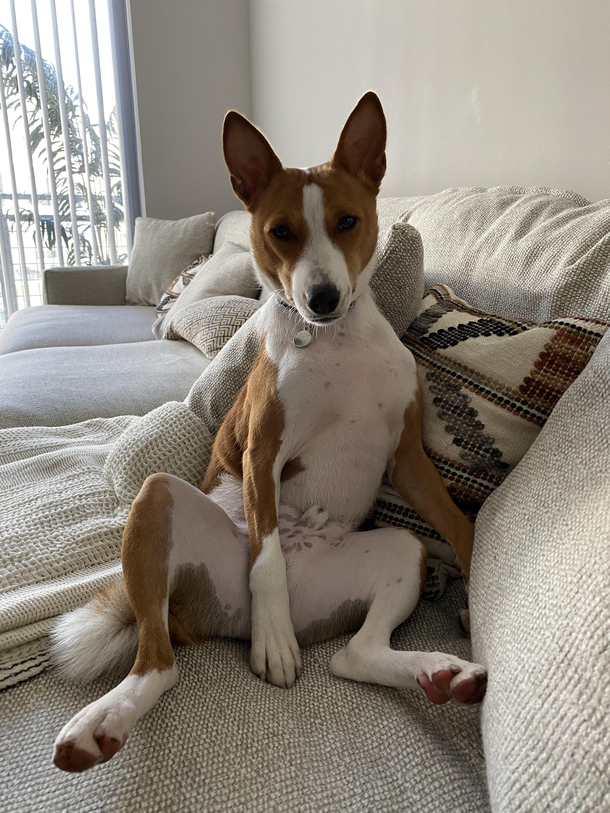 My dog just sits like a G