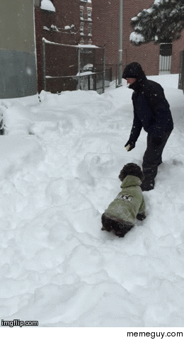 My dog leaping into the snow was the highlight of the blizzard