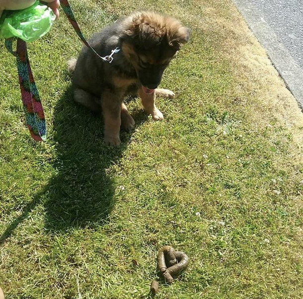 My dog left me a LOVEly poop 