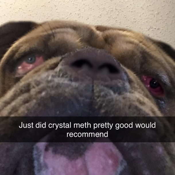 My dog like drugs now what do I do