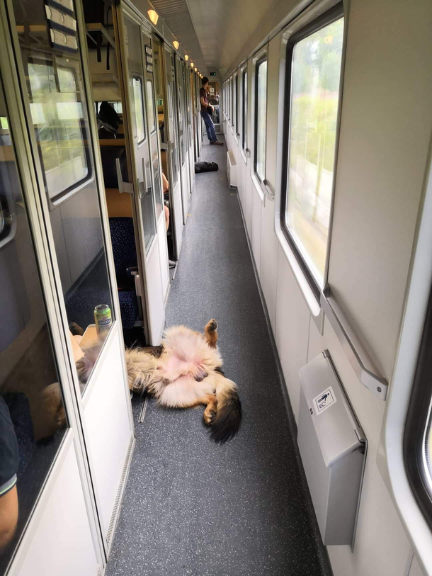 My dog likes to chill during train rides