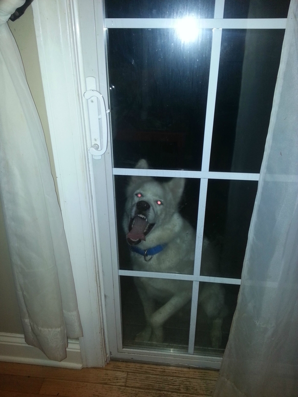My dog looks like a demon when he wants inside