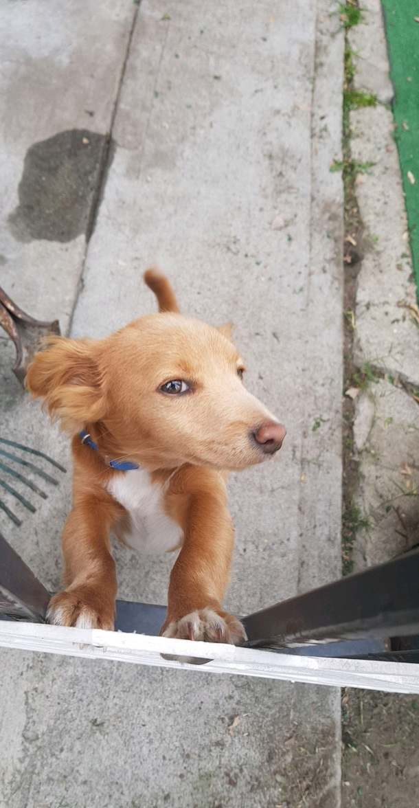 My dog looks like hes posing for the cover of Good Bois monthly