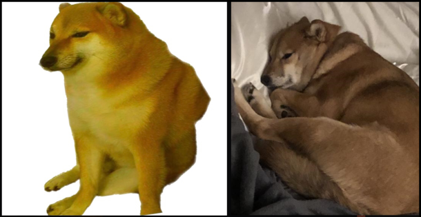 My dog looks like Sad Cheems