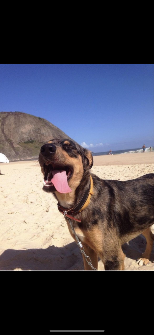 My dog looks super happy at the beach 