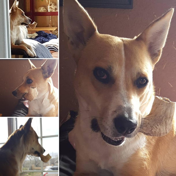 My dog loves his elk antler chew and it looks like a pipe