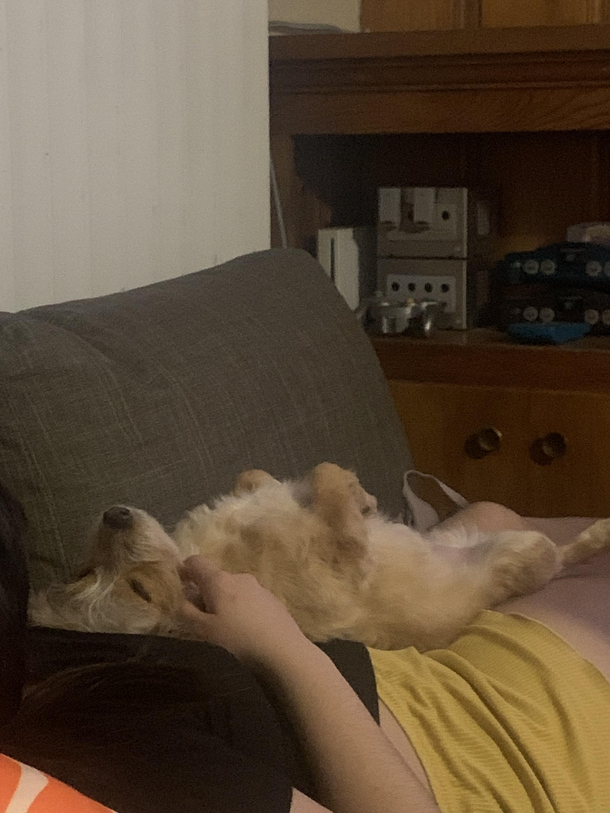 My dog loves sleeping with my gf like this