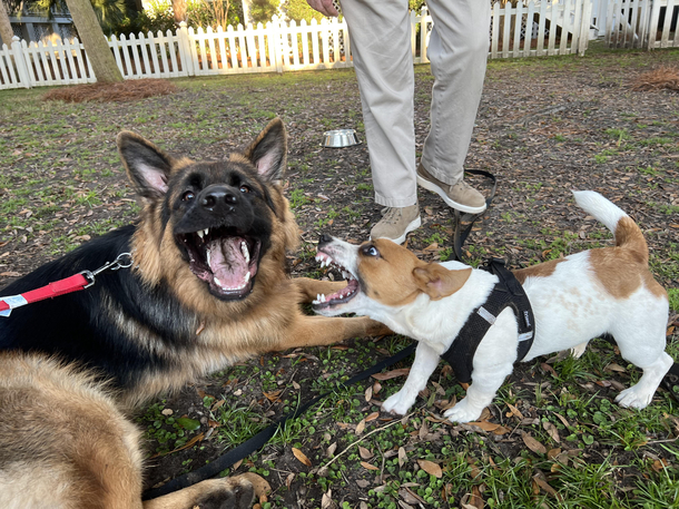 My dog made a friend today