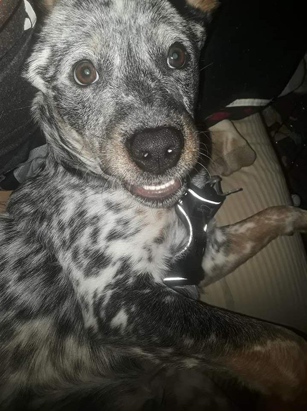 My dog making a funny face