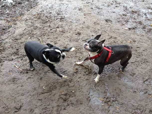 My dog met another boston terrier today