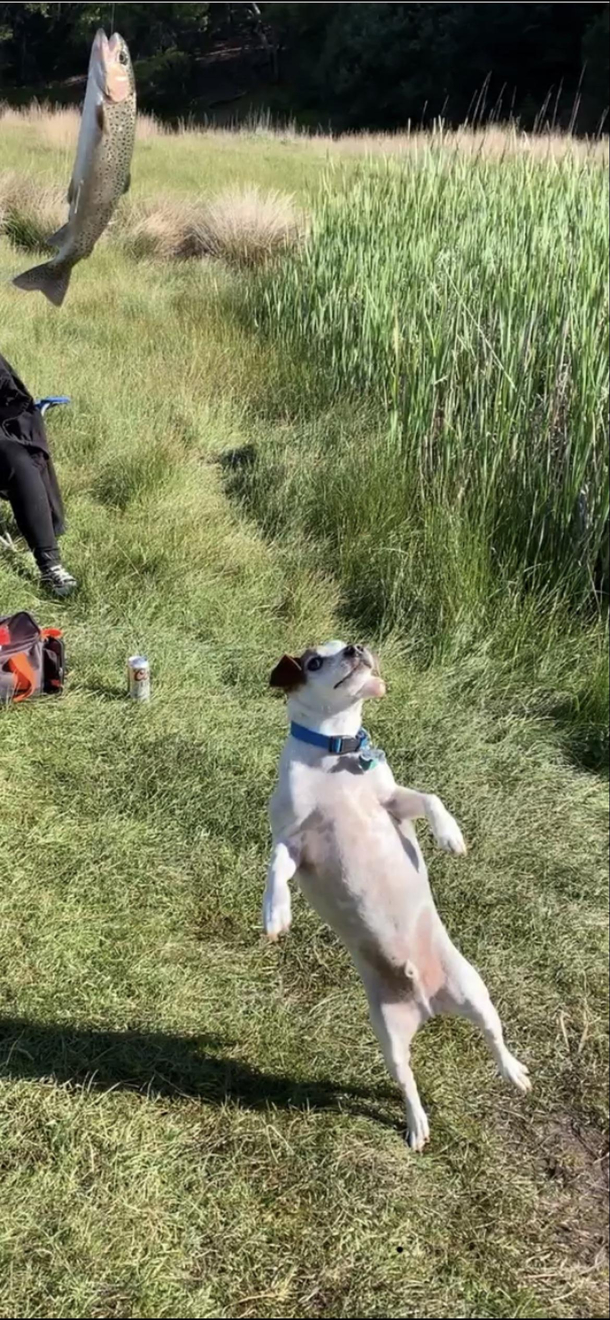 My dog mid shot trying to catch a fish we reeled in