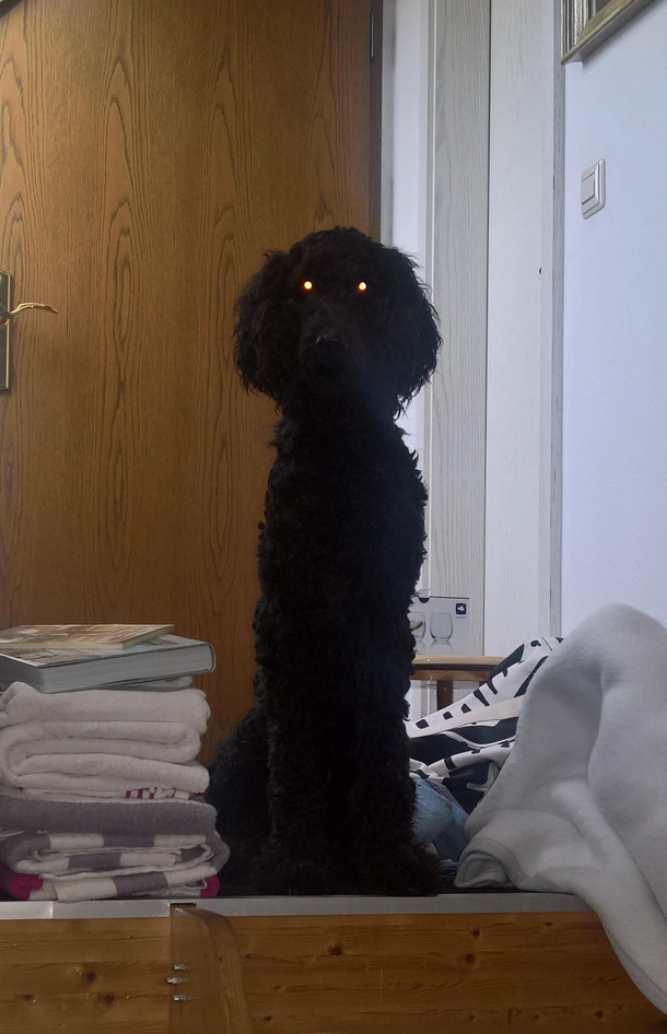 My dog nearly gave me a heart attack as I woke up and saw her like this just sitting there and not moving