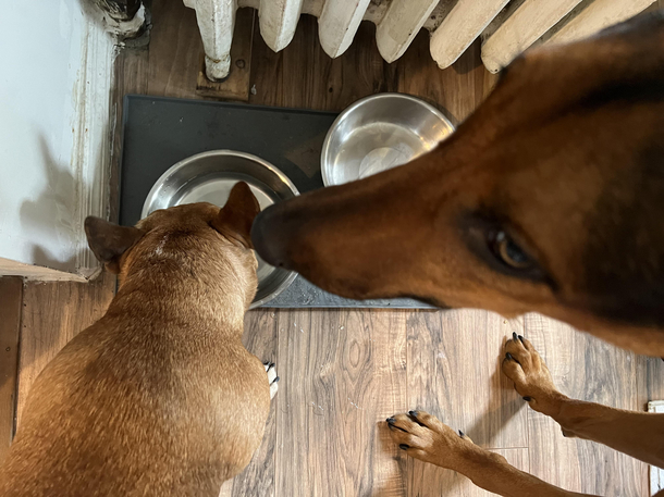 My dog not impressed with our visitor drinking from her water bowl