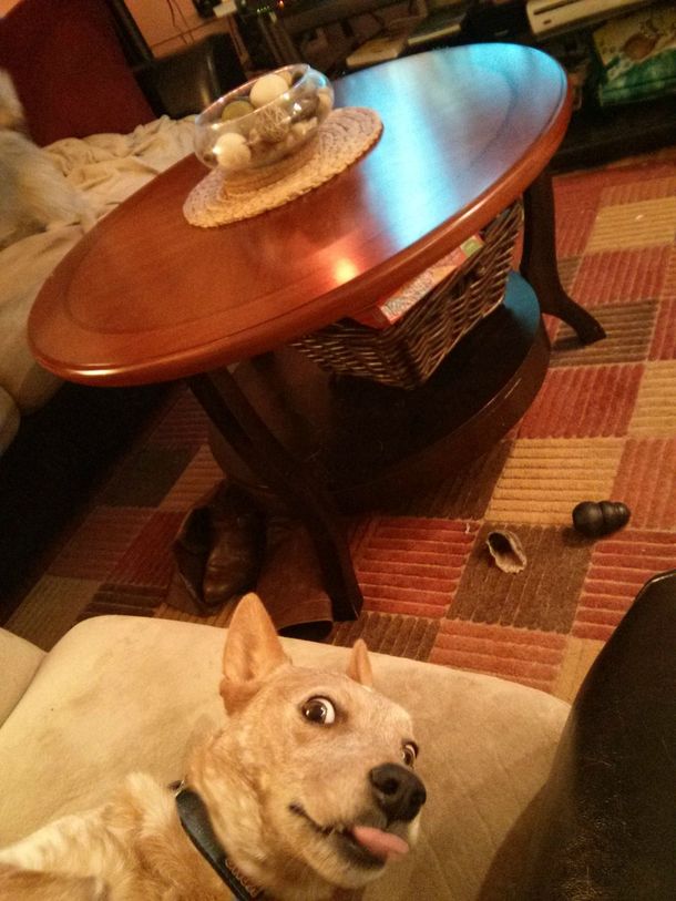My dog photo-bombing my craigslist ad