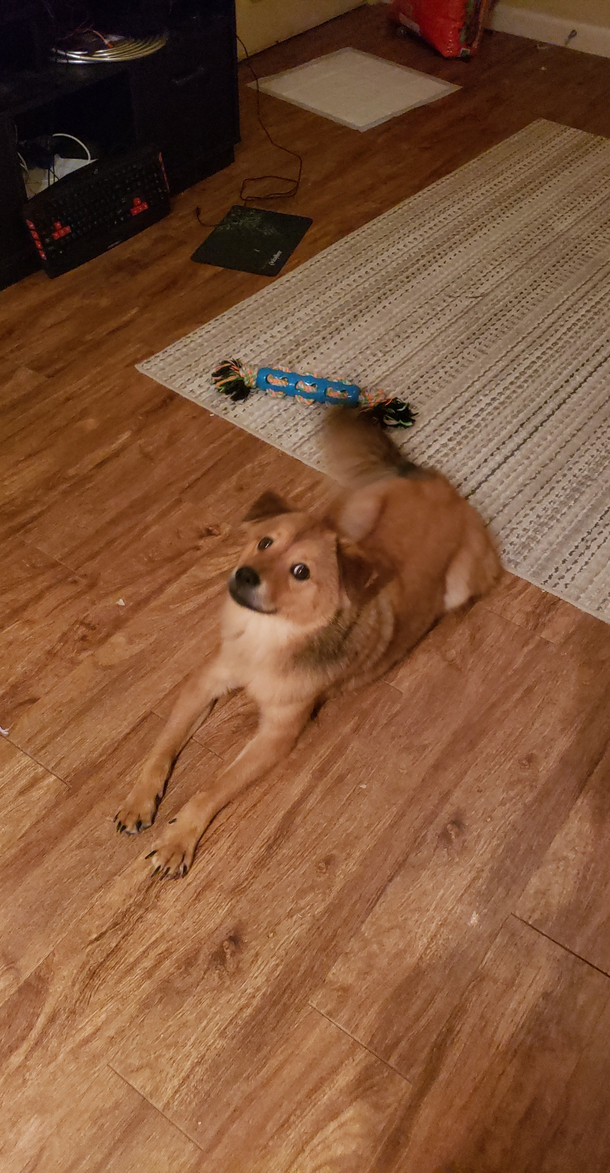 My dog pulled a doge on me