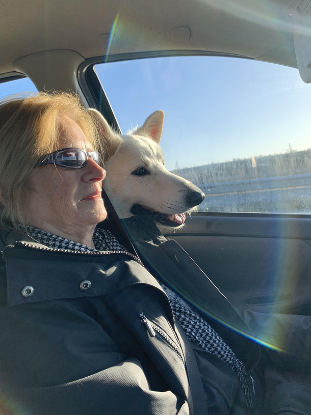 My dog refuses to stay in the backseat