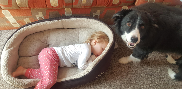 My dog seems strangely happy about this