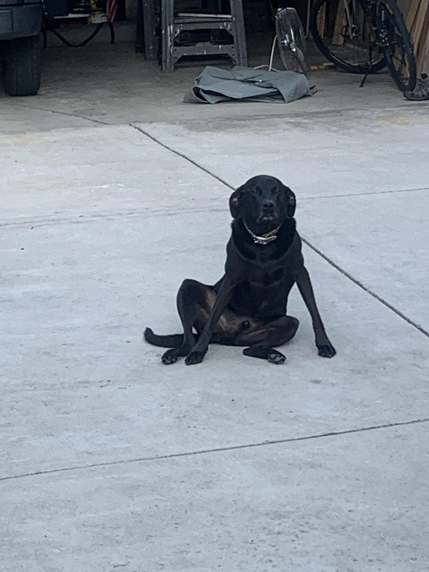 My dog sits weird