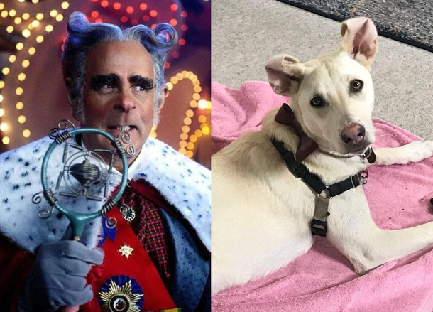 My dog somehow managed to flip his ears back and he looks just like the mayor of whoville