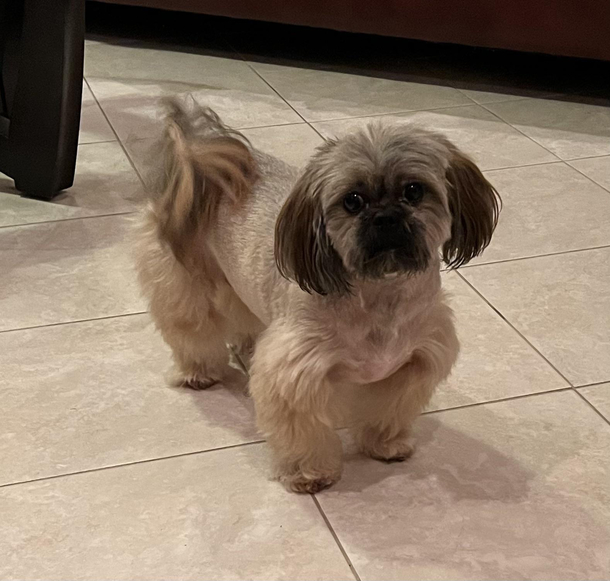 My dog sporting wide body kit