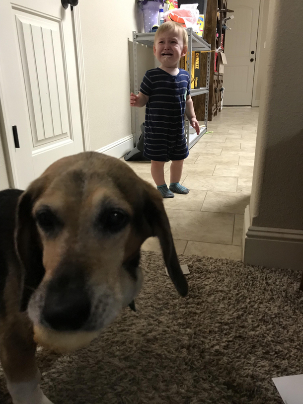 My dog stole my sons bagel He is not happy
