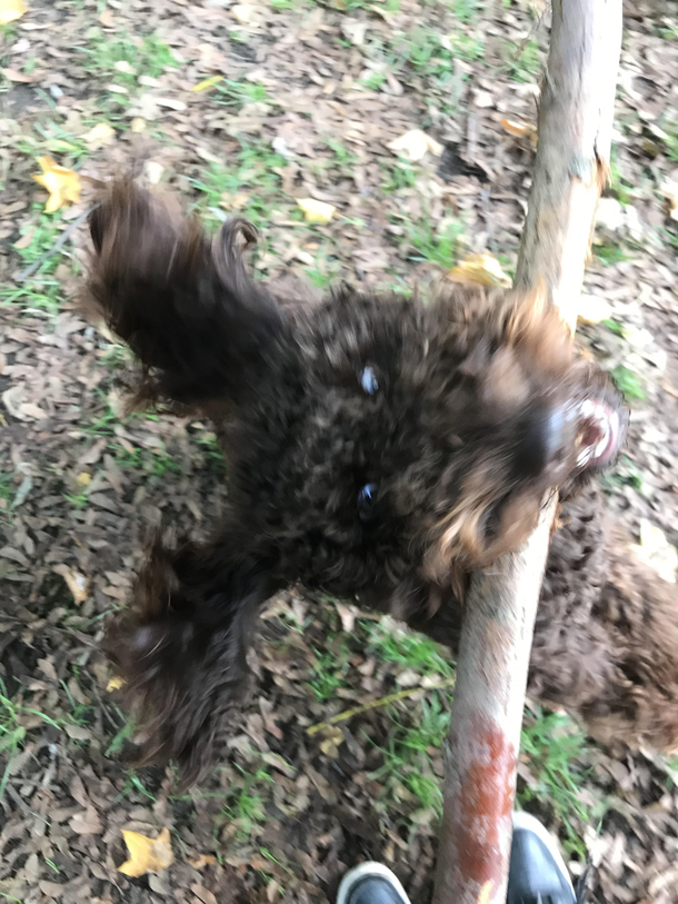 My dog thats it nothing more nothing less