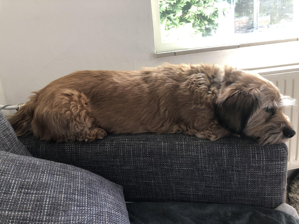 My dog thinks hes a cat He behaves like a cat in almost every way