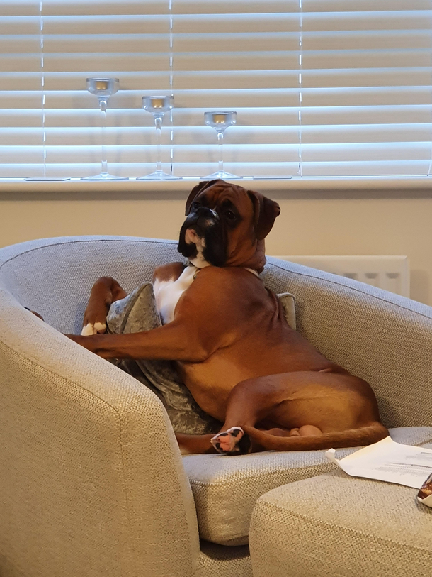 My dog thinks hes human and likes to judge people from his chair