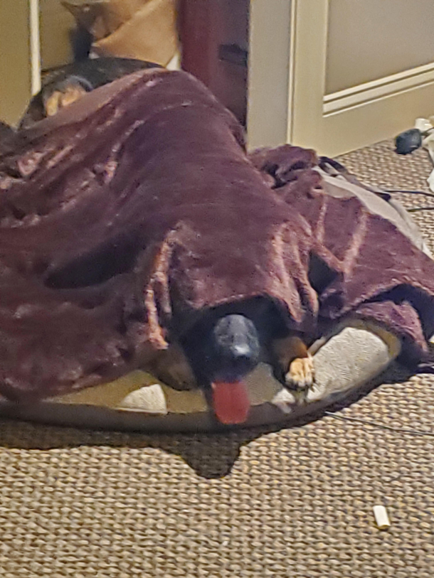 My dog today