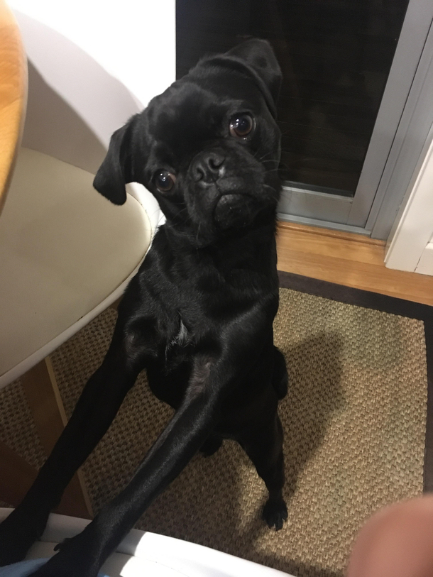 My dog trying to get some food at dinner