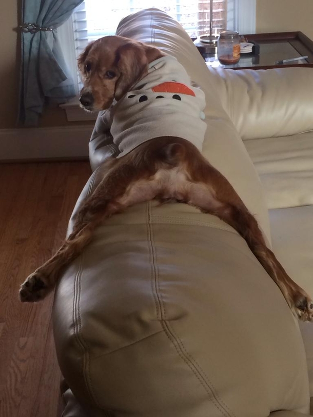 My dog wants to be on gonewild
